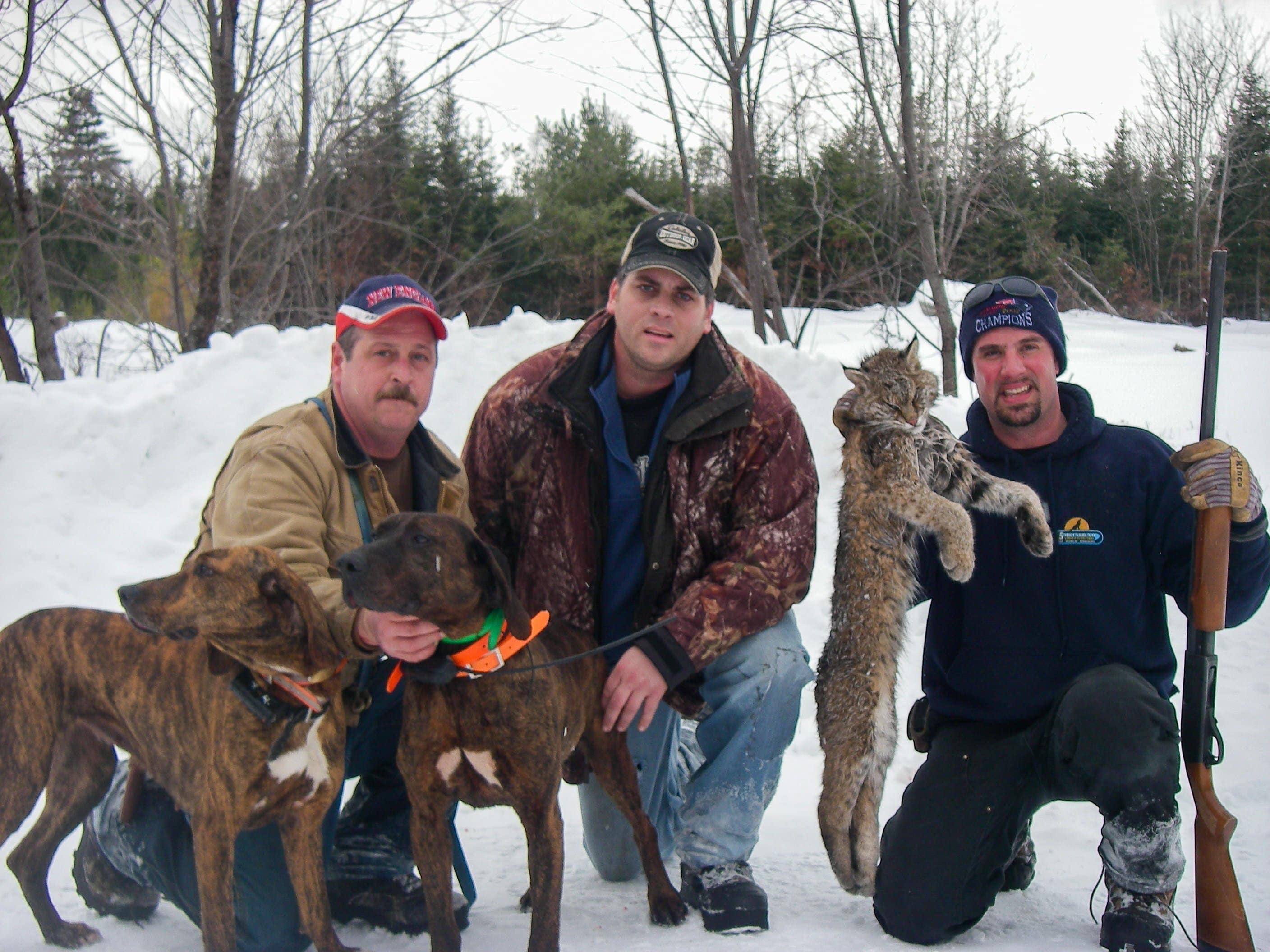 Details about   Guided Maine Bobcat Hunt 