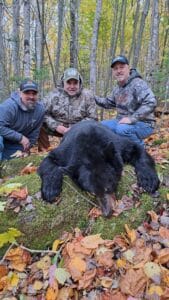 Bear bear hunting in maine