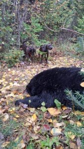 Bear1 maine black bear